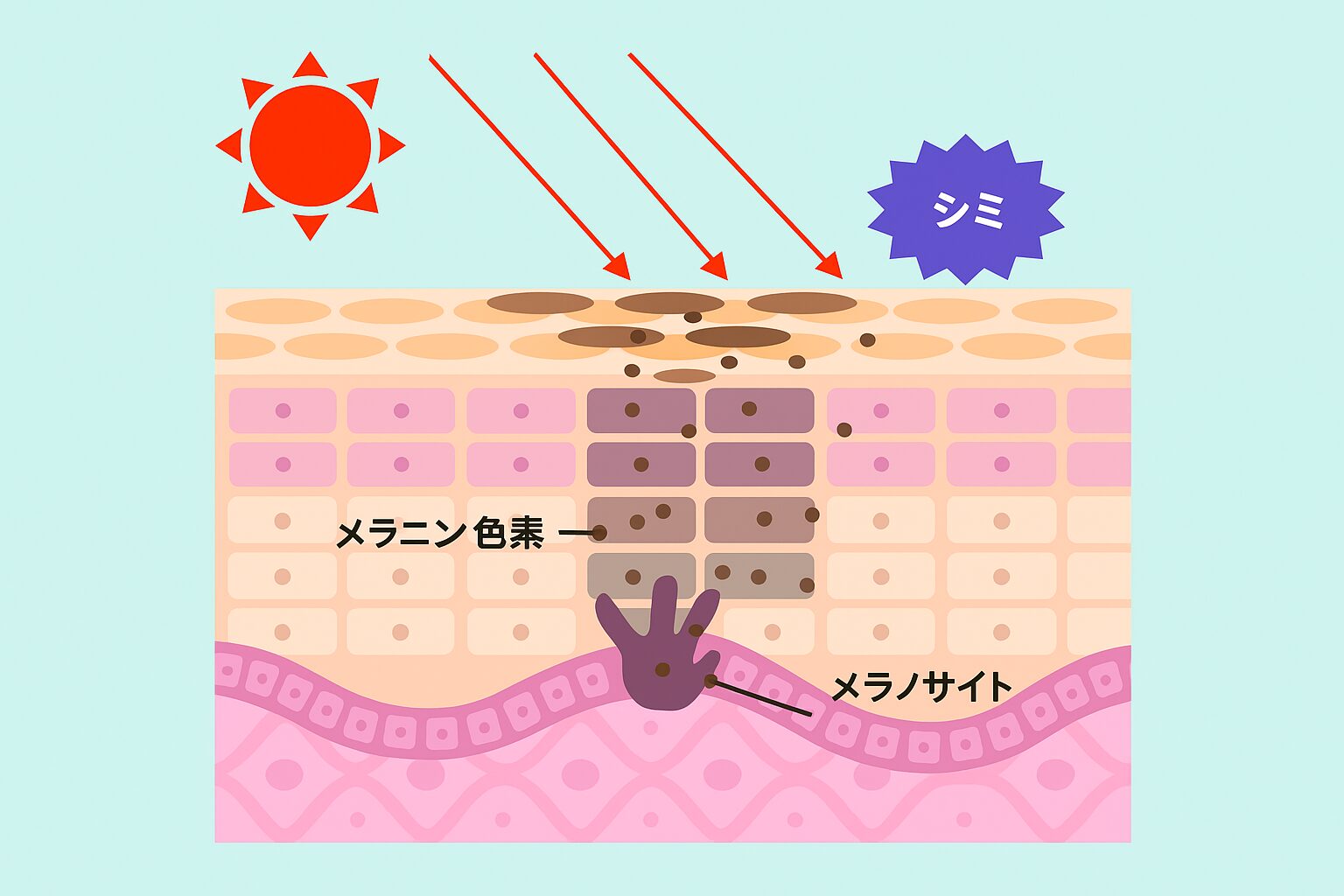 トラネキサム酸の作用イメージ